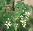 White Chaparral Currant, Ribes indecorum is native from southern Monterey Co., to San Diego, it used to be a common shrub throughout the Los Angeles basin and the Santa Monica Mountains.