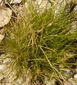 Deschampsia elongata Slender hairgrass