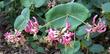 Here is a lucky photo of the leaves, flowers, and buds of Lonicera hispidula, California Honeysuckle, in the Santa Margarita, California, garden. - grid24_24