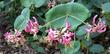 Here is a lucky photo of the leaves, flowers, and buds of Lonicera hispidula, California Honeysuckle, in the Santa Margarita, California, garden.