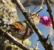 A hummingbird sipping nectar from a flower of Chilopsis linearis, Desert Willow, while hovering in mid-air. - grid24_24
