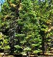 An old picture of Abies concolor, White Fir, taken on Mount Pinos, California. 