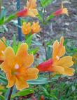 Pumpkin was a nice little monkey flower that proved to be unstable and we lost it.