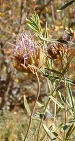 Monardella linoides viminea, Willowy Monardella