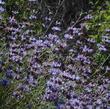 Salvia clevelandii Winnifred Gilmanmakes quite a flower show.