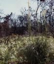 Xerophyllum tenax, Indian Basket Grass in flower in Carmel - grid24_24