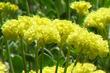 Eriogonum umbellatum Shasta sulfur buckwheat - grid24_24