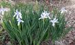 Here is a nice clump of Iris longipetala, Long Petaled Iris, in the Santa Margarita garden.