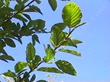 Alnus rhombifolia, White Alder, is found in areas where there is water year-round.