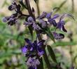 Trichostema parishii, Parish's Romero is a delicate flower.