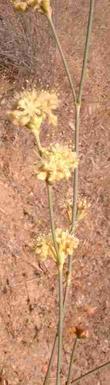 Eriogonum nudum pubiflorum Naked buckwheat
