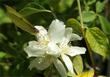 Philadelphus lewisii, Wild Mock Orange, is very fragrant, and very ornamental. 
