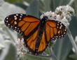 Eriodictyon tomentosum Woolly Yerba Santa, with a Monarch  - grid24_24