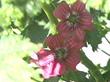 Lavatera assurgentiflora, Malva Rosa, is a mallow that is showy, but is loved by all critters. 