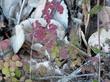 Rosa spithamea Ground Rose creeping along ground