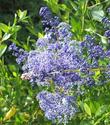 San Diego mountain lilac, Ceanothus cyaneus - grid24_24