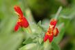 Mimulus Cardinalis, Scarlet Monkey Flowers attract all sorts of pollinators - grid24_24