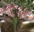 An Anna's Hummingbird on Arctostaphylos Baby Bear Manzanita Bush - grid24_24