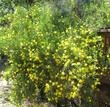 Dendromecon rigida, Bush Poppy, is very showy in flower. 