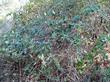 Here is another photo of Lonicera hispidula, California Honeysuckle, in the California mixed evergreen forest, but with its clusters of red fruits.