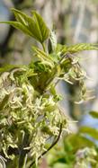 The female flowers of Box Elder - grid24_24