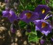 Solanum xanti,  Purple Nightshade has bright purple flowers 