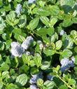 Ceanothus Yankee Point as flat groundcover with blue flowers. - grid24_24