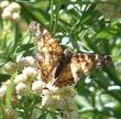 American Painted Lady Butterfly, Vanessa virginiensis on a Baccharis douglasii Marsh Baccharis and Douglas Baccharis. 