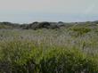 Salvia mellifera, Black sage along the coast