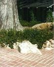 An old picture of Ceanothus  gloriosus growing over rocks next to a brick patio.