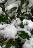 Rhus ovata, Sugar Bush with snow on leaves.