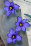 Sisyrinchium bellum, Blue-Eyed Grass - grid24_24