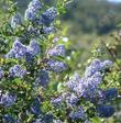 Looking through Ceanothus  Mountain Haze flowers.
