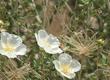 Fallugia paradoxa, Apache Plume, is a delicate shrub with pretty white flowers, and plumose fruits.  - grid24_24