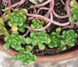 Sedum oreganum Green Stonecrop