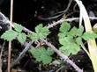 Rubus leucodermis Western Raspberry - grid24_24