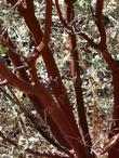 The bark and trunk of Arctostaphylos pungens, Mexican manzanita