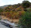 Aesculus californica, Buckeye, under summertime drought stress, in the chaparral of the central coast of California.  - grid24_24