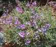 Penstemon heterophyllus australis in the Escondido Nursery