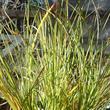 Carex spectabilis Showy Sedge