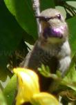 This Costa's Hummingbird, considers this  Keckiella antirrhinoides, Yellow Bush Snapdragon, his territory.