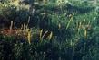 an old picture of Lupinus deniflorus aureus, Golden Lupine in Buttonwillow.
