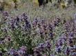 Four Painted Lady butterflies on Salvia dorrii, Desert Sage  - grid24_24