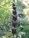 Salvia spathacea Powerline Pink Giant Hummingbird Sage