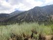 Artemisia tridentata Great Basin Sage Brush growing in the East Sierras.