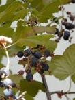 Ribes sanguineum glutinosum,  Pink-Flowered Currant with purple berries.