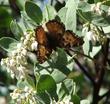 A Tortoise Shell Butterfly on a Dr. Hurd manzanita - grid24_24