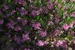 The flowers of Sonoma Manzanita