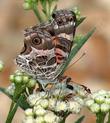 Baccharis douglasii Marsh Baccharis with Butterfly - grid24_24