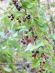 Ribes aureum var. gracillimum, Golden Currant, in summer in the Santa Margarita garden of Las Pilitas Nursery, with its crop of small, good-tasting fruits (the birds think so, too!). - grid24_24